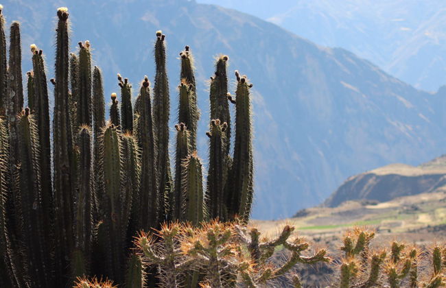 Tour en quad por el valle de Chilina - Foto 6