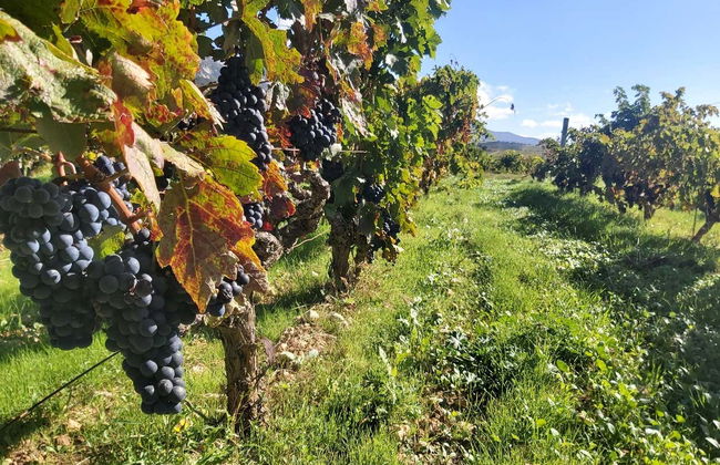Visita a las bodegas J.F. Iradier - Foto 5