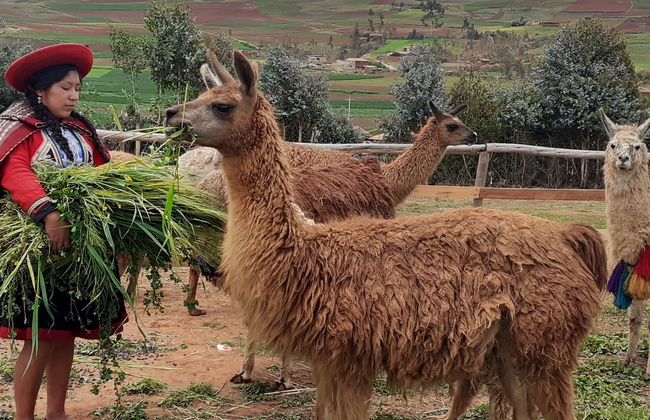 Randonnée privée avec des lamas et des alpagas dans la Vallée sacrée - Photo 8