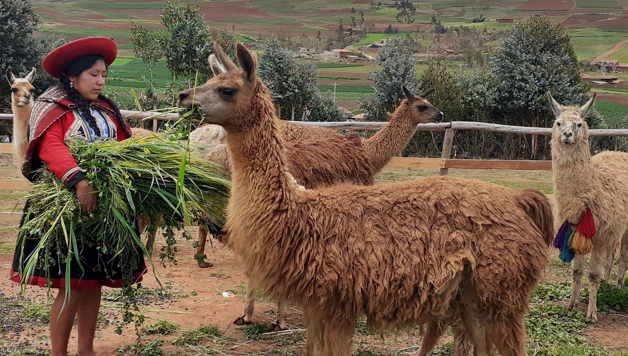 Randonnée privée avec des lamas et des alpagas dans la Vallée sacrée