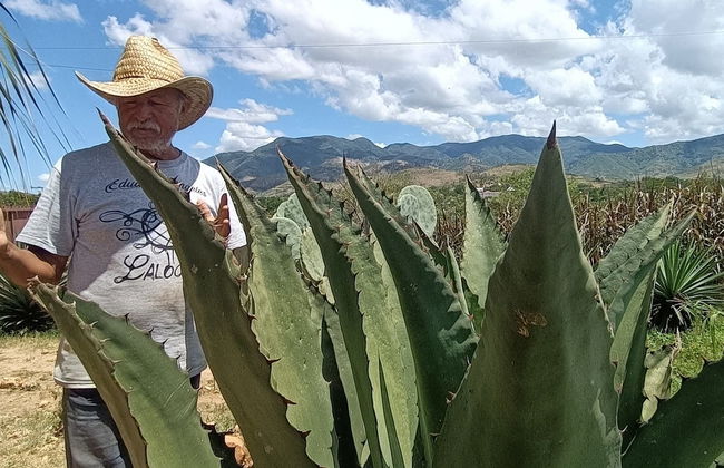 Excursión a Oaxaca y San Martín Tilcajete - Foto 4