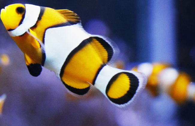 Biglietti per l'acquario di O Grove - Foto 8