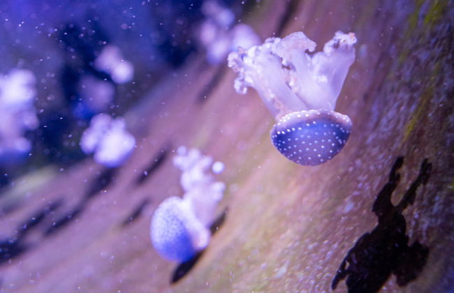 Biglietti per l'acquario di O Grove - Foto 3
