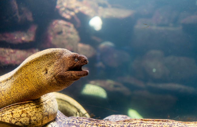 Biglietti per l'acquario di O Grove - Foto 5
