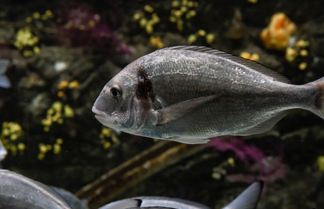 Biglietti per l'acquario di O Grove - Foto 6