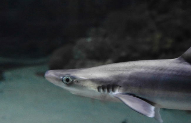 Biglietti per l'acquario di O Grove - Foto 2