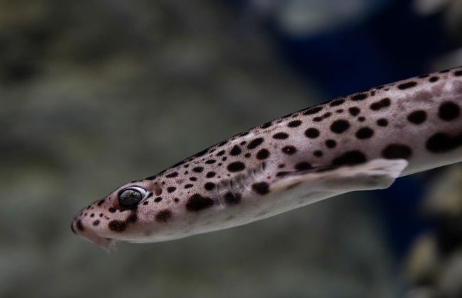 Biglietti per l'acquario di O Grove - Foto 7
