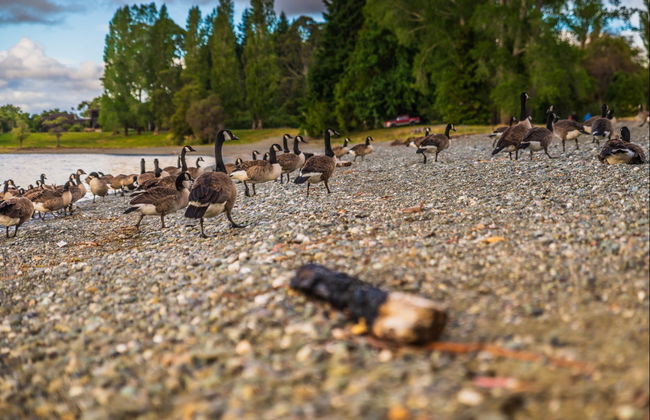 The Lord of the Rings Tour - Photo 7