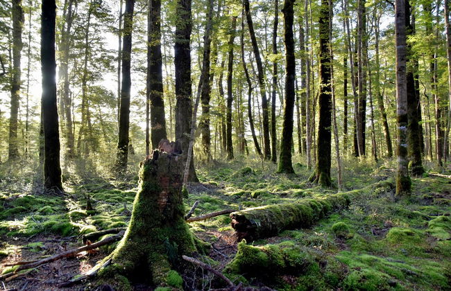 The Lord of the Rings Tour - Photo 1