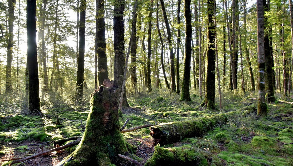 The Lord of the Rings Tour - Photo 1