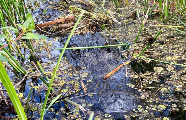 Excursión a los Everglades - Foto 1