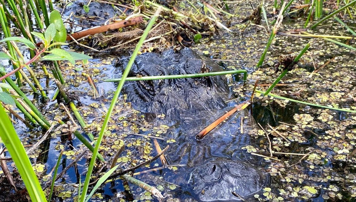 Excursión a los Everglades - Foto 1