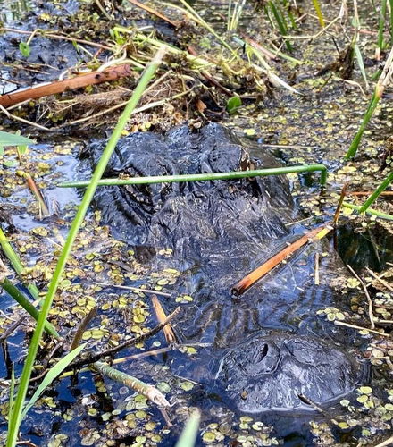 Foto de Excursión a los Everglades