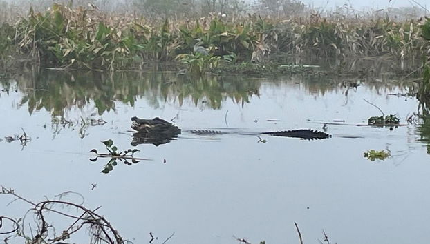 Excursión a los Everglades - Foto 3