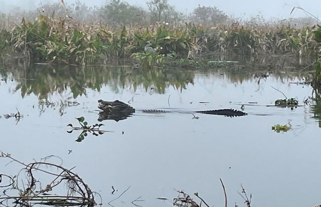 Excursión a los Everglades - Foto 3