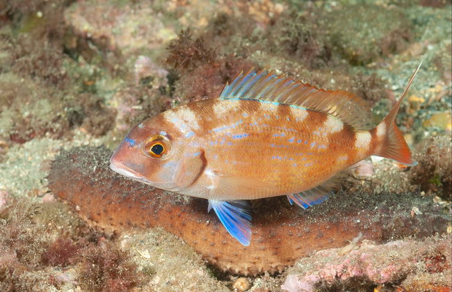 Billet pour l'Aquarium de Cala Gonone - Photo 6