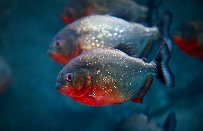 Billet pour l'Aquarium de Cala Gonone - Photo 5