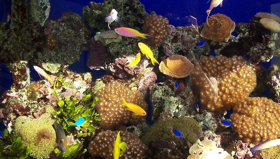 Biglietti per l'Acquario di Cala Gonone - Foto 1