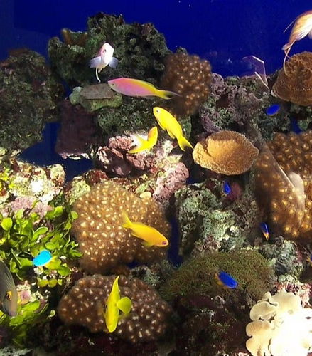 Foto de Entrada al Acuario de Cala Gonone