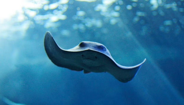 Biglietti per l'Acquario di Cala Gonone - Foto 2