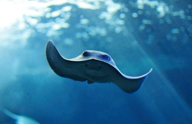 Billet pour l'Aquarium de Cala Gonone - Photo 2