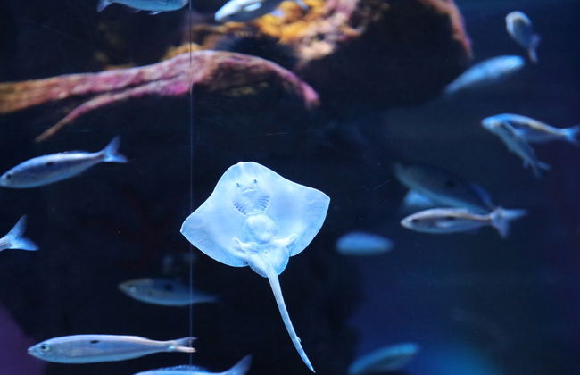 Billet pour l'Aquarium de Cala Gonone - Photo 7