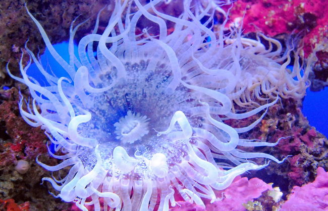 Entrada al Acuario de Cala Gonone - Foto 4