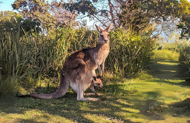 Excursión a North Stradbroke Island - Foto 3