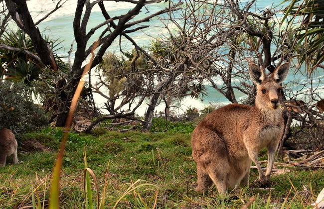 North Stradbroke Island Day Trip - Photo 6