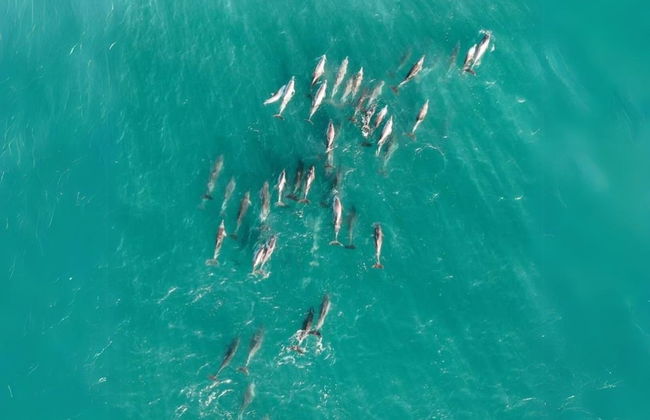 Excursión a North Stradbroke Island - Foto 4