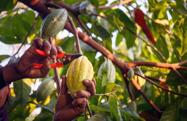 Excursión a Lopinot - Foto 6