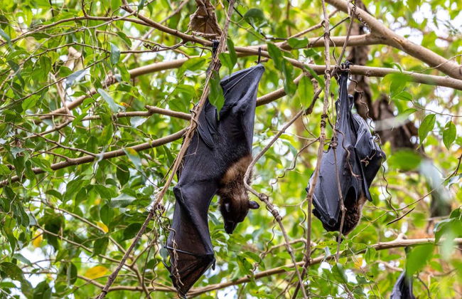 Excursión a Lopinot - Foto 7
