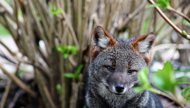 Trekking nella foresta del Parco Tepuhueico - Foto 3