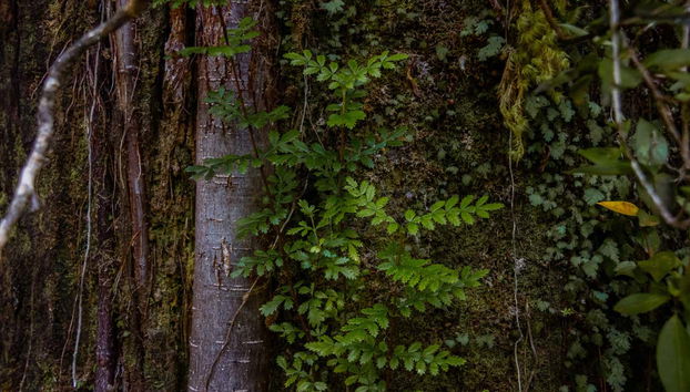 Trekking nella foresta del Parco Tepuhueico - Foto 2