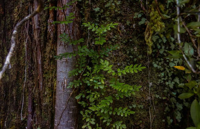 Trekking nella foresta del Parco Tepuhueico - Foto 2