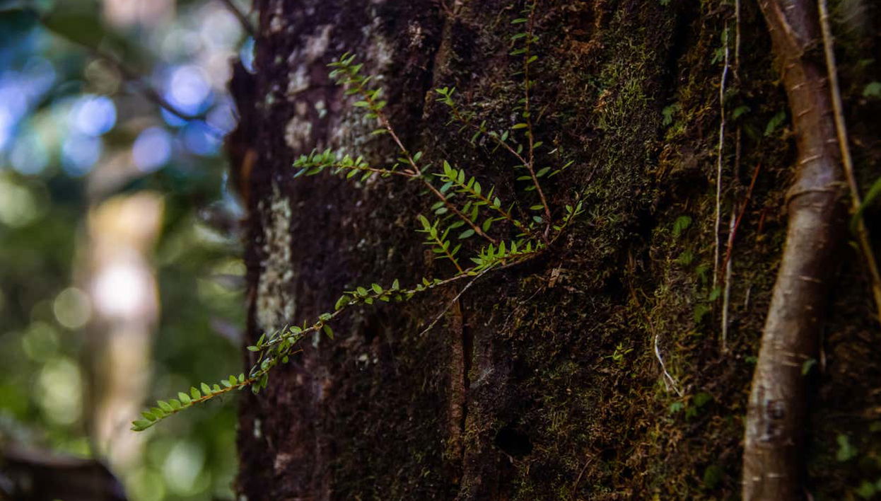 Trekking nella foresta del Parco Tepuhueico - Foto 1