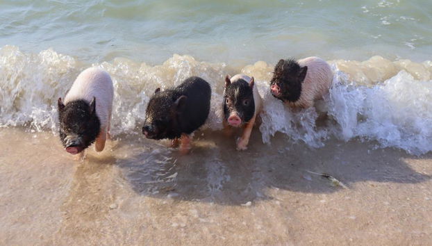 Tour por la playa Beach Pig - Foto 2