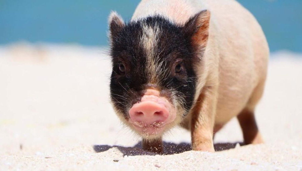 Tour por la playa Beach Pig - Foto 1