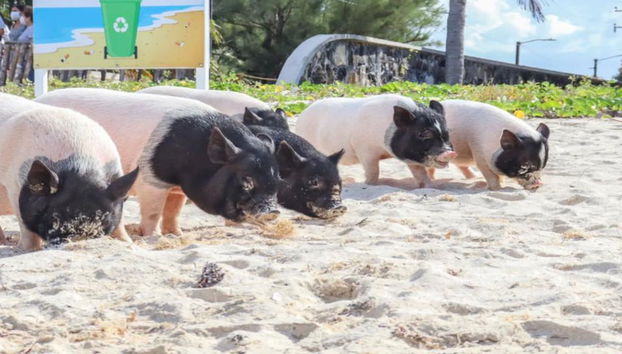 Tour por la playa Beach Pig - Foto 5