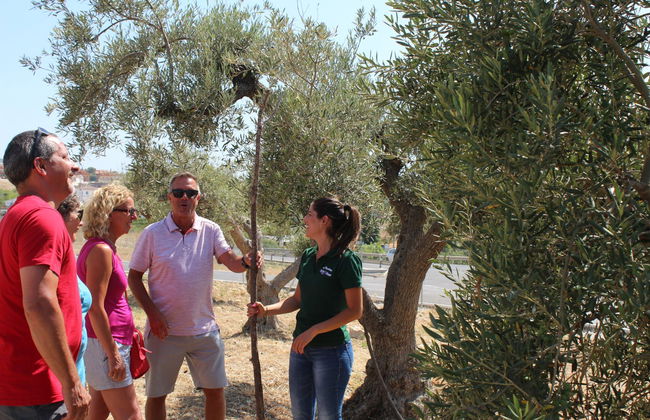 Aceite Molisur Olive Oil Museum + Tasting - Photo 2