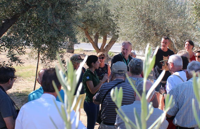 Aceite Molisur Olive Oil Museum + Tasting - Photo 8