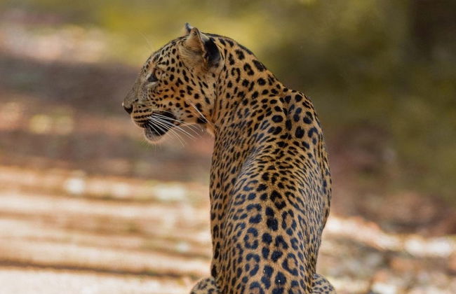 Safari privado por el Parque Nacional Wilpattu - Foto 4