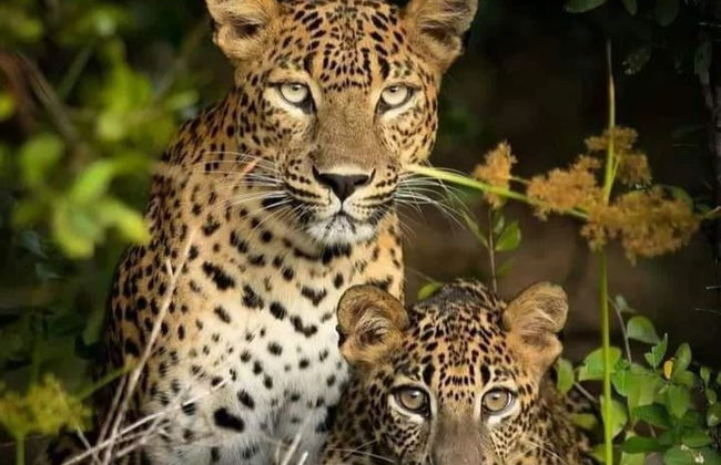 Safari privado por el Parque Nacional Wilpattu - Foto 2