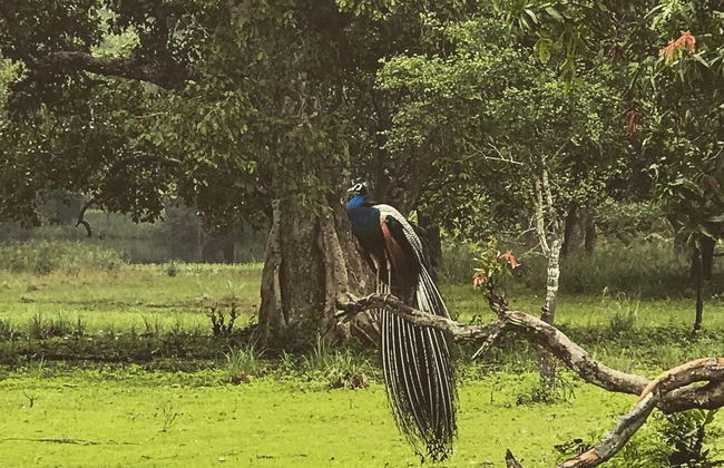 Safari privado por el Parque Nacional Wilpattu - Foto 6