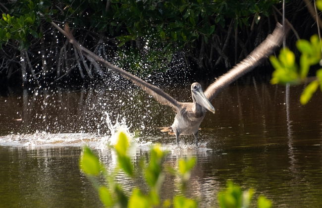 Paseo en barco por los manglares de Río Lagartos - Foto 6