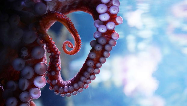 Aquarium of Cattolica Ticket - Photo 5