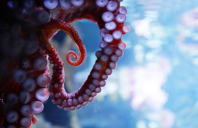 Entrada al Acuario de Cattolica - Foto 5