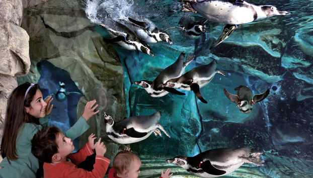 Aquarium of Cattolica Ticket - Photo 2