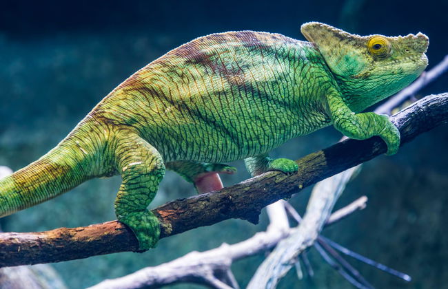 Entrada al Acuario de Cattolica - Foto 6