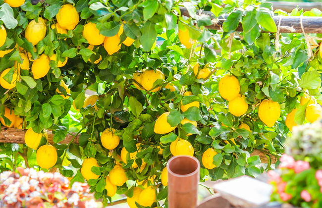 The Path of the Lemons Hike - Photo 8